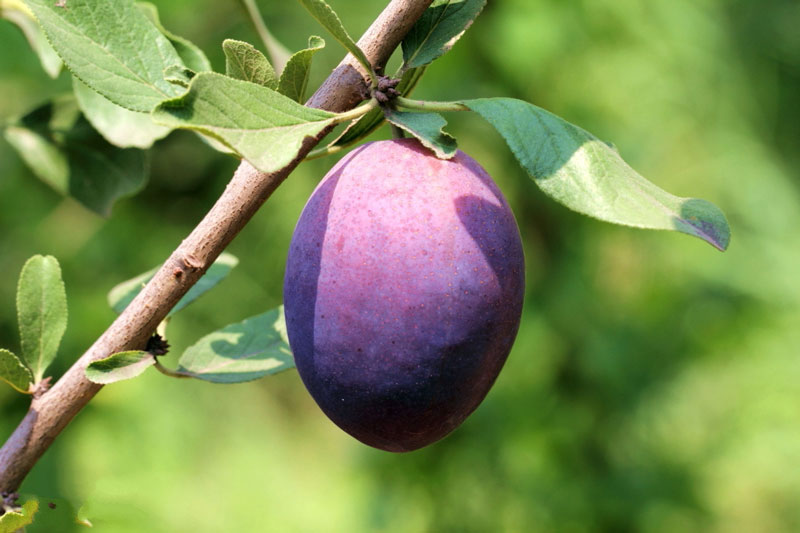 農業(yè)氣象站助力西梅種植